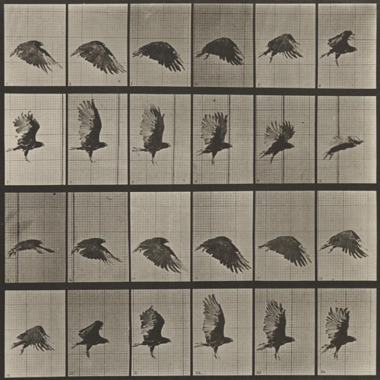 Frames of a bird flying, showing motion.